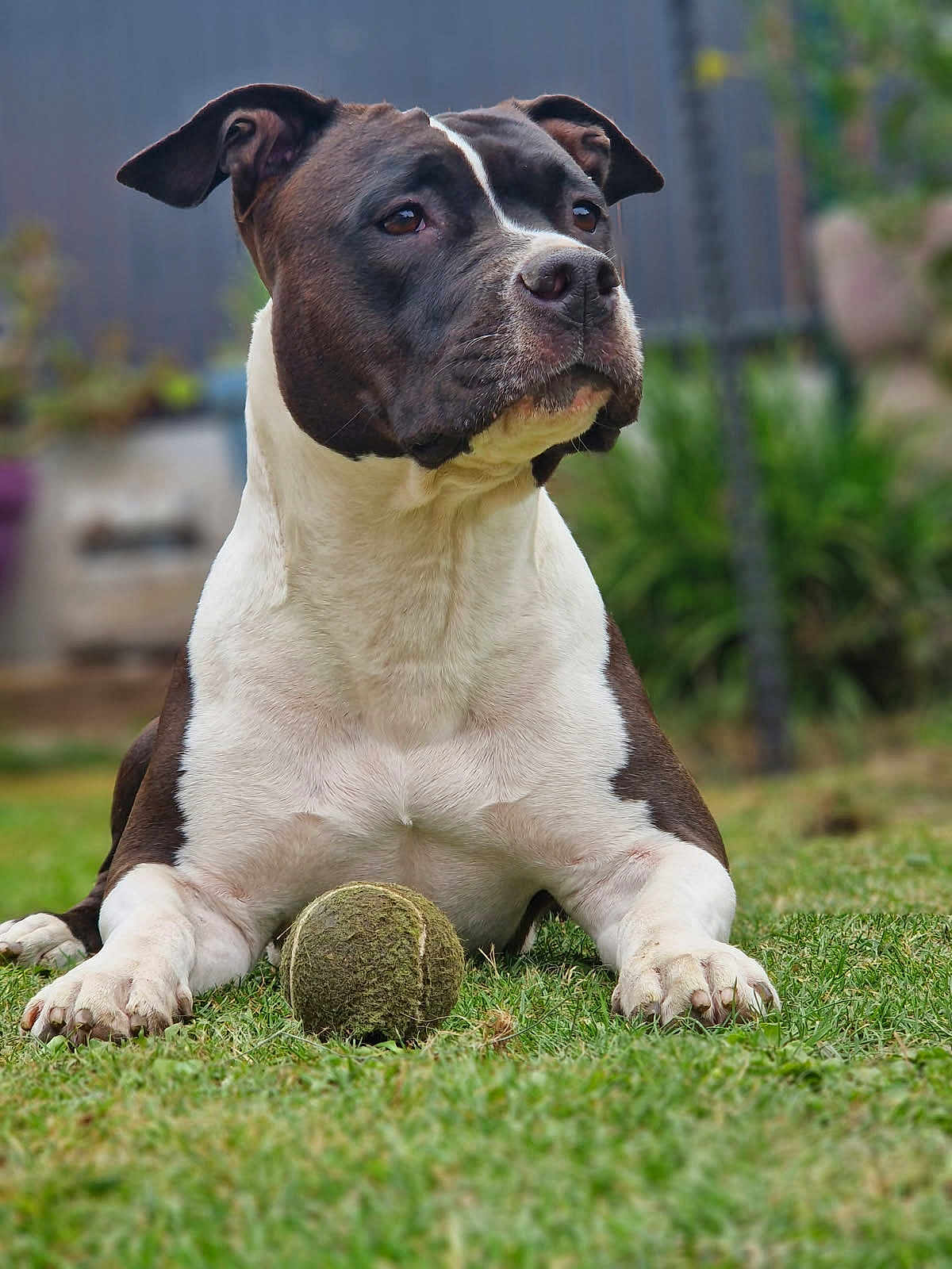 Ruby participe au concours pour gagner de l'argent avec cette photo : dog, tennis_ball, grass, outdoor, pet, black_and_white, animal, canine, playful, resting, garden, focused, paw, muzzle, ears, fur, nature, daylight, pet_toy, leisure