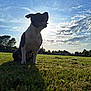 Ruby a rejoint le concours — aidez-le/la à gagner de superbes lots ! dog, grass, field, sunlight, silhouette, shadow, outdoor, sky, clouds, nature, pet, animal, summer, daytime, park, greenery, happy, sitting, sun, landscape