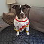 Ruby a rejoint le concours — aidez-le/la à gagner de superbes lots ! dog, pet, black_and_white, jersey, sitting, couch, pillows, blanket, lamp, indoors, fur, ears, eyes, nose, looking, cozy, home, comfort, animal, portrait