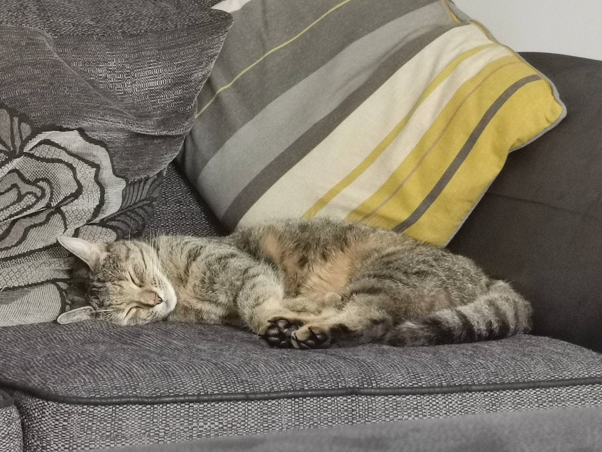 Rhea joined the competition — help win amazing prizes! bed_sheet, bedding, carnivore, cat, comfort, couch, domestic_short_haired_cat, felidae, fur, grey, linens, nap, pattern, paw, room, sleep, small_to_medium_sized_cats, tail, textile, whiskers