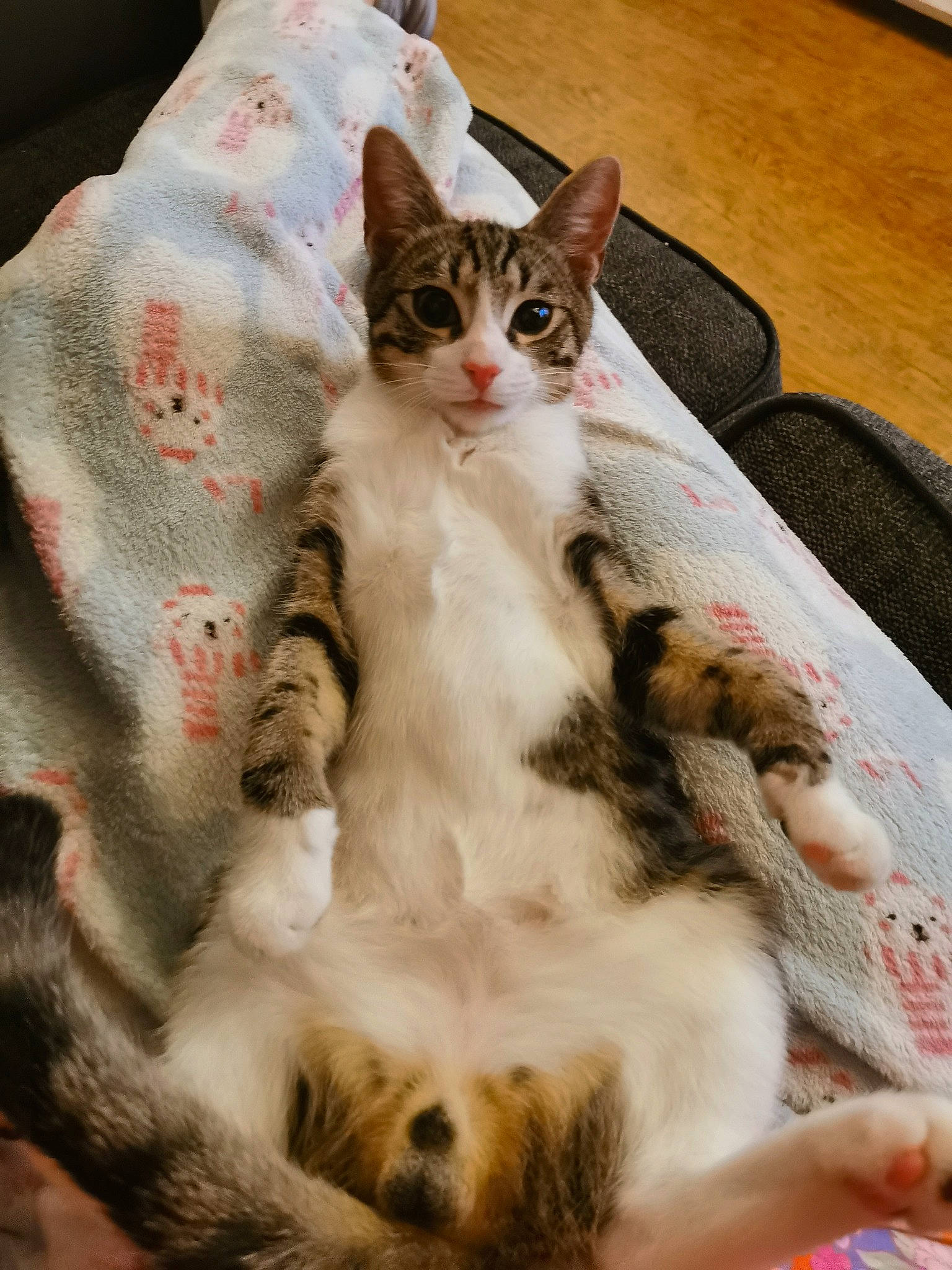 Buddy is registered to the contest to win money with this photo: carnivore, cat, cat_supply, claw, comfort, domestic_short_haired_cat, fawn, felidae, fur, linens, pattern, paw, small_to_medium_sized_cats, snout, tail, textile, whiskers