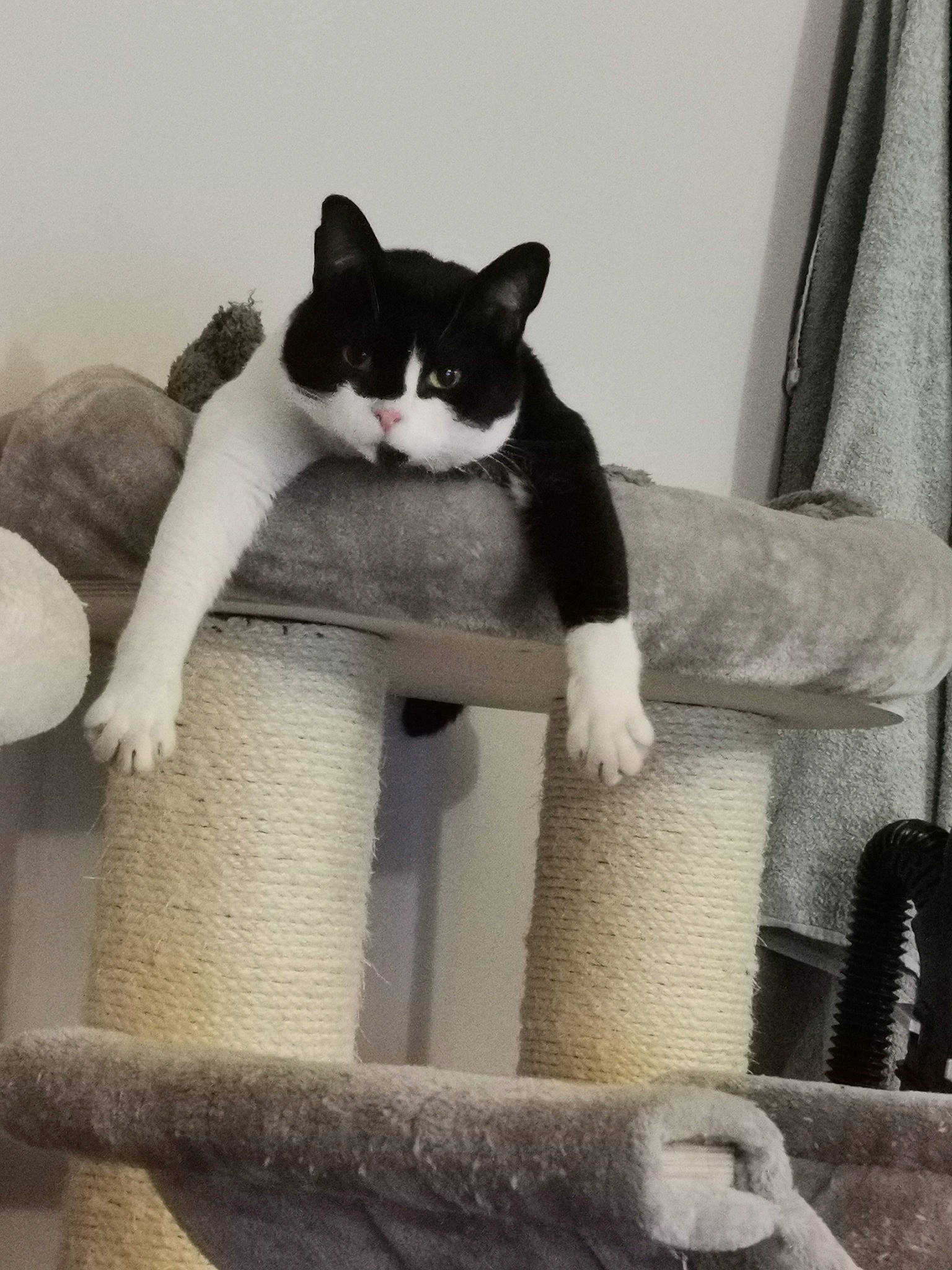 Buddy is registered to the contest to win money with this photo: carnivore, cat, cat_supply, comfort, curtain, domestic_short_haired_cat, felidae, fur, grey, human_leg, monochrome, monochrome_photography, room, sitting, small_to_medium_sized_cats, snout, stairs, tail, whiskers, wood