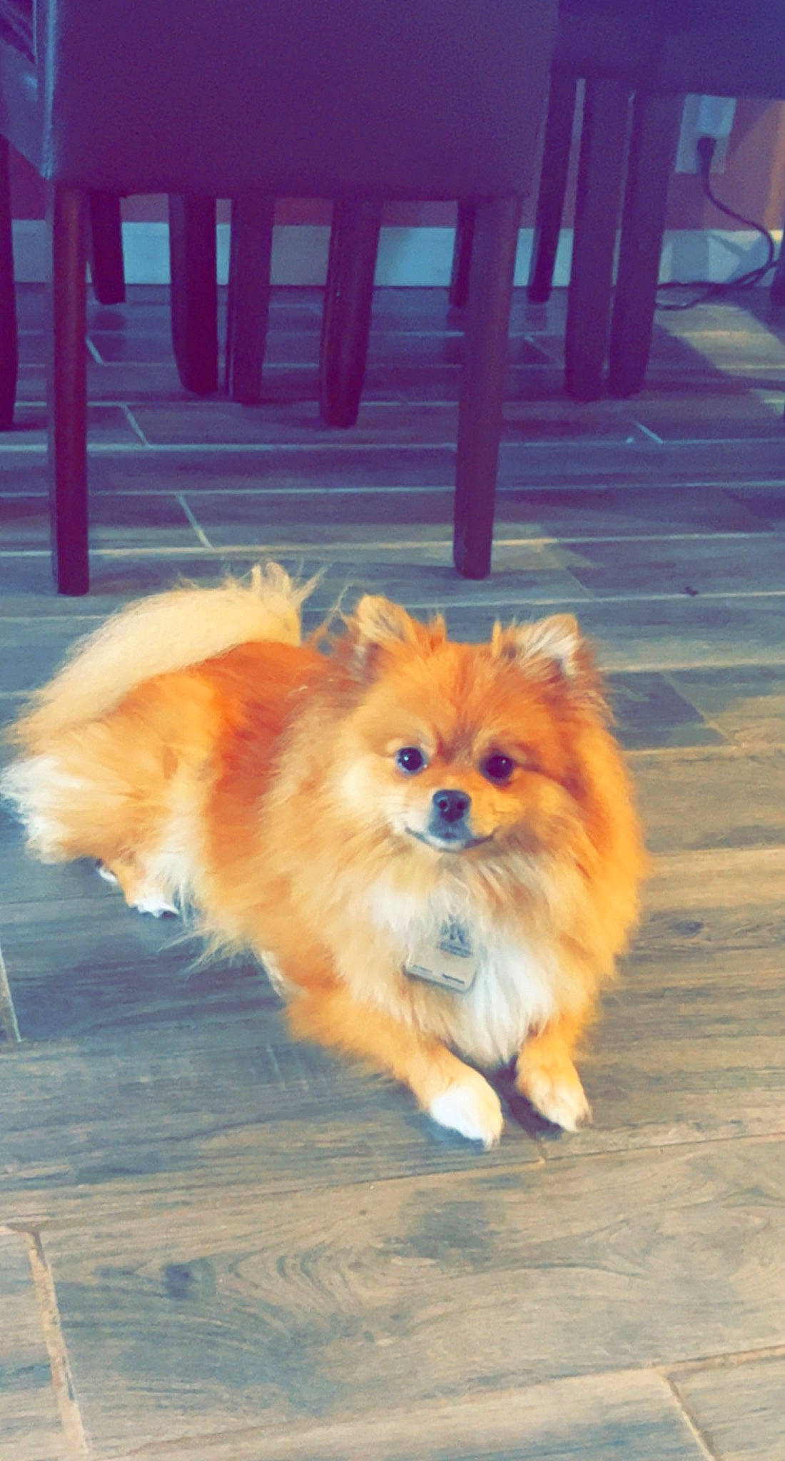 Riri joined the competition — help win amazing prizes! canidae, carnivore, chair, companion_dog, dog, dog_breed, electric_blue, fawn, fur, german_spitz, liver, snout, spitz, sporting_group, terrestrial_animal, toy_dog, whiskers, windscreen_wiper, windshield, working_animal