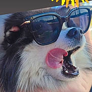 Boubou participe au concours pour gagner de l'argent avec cette photo : dog, border_collie, sunglasses, fluffy_fur, black_and_white, open_mouth, tongue, happy, portrait, close_up, pet, animal, outdoor, sunlight, cartoon_sun, social_media, screenshot, human_hand, blue_sky, funny