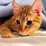Charles Darwin joined the competition — help win amazing prizes! abyssinian, animal, blanket, cat, kitten, manx, pet