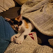 Sweety a rejoint le concours — aidez-le/la à gagner de superbes lots ! cat, kitten, calico, sleeping, blanket, cushion, pillow, cozy, indoor, resting, feline, pet, soft_texture, warm, comfort, cute, fur, paw, relaxation, nap