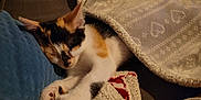 Sweety a rejoint le concours — aidez-le/la à gagner de superbes lots ! blanket, calico, cat, comfort, cozy, cushion, cute, feline, fur, indoor, kitten, nap, paw, pet, pillow, relaxation, resting, sleeping, soft_texture, warm
