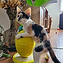 Sweety participe au concours pour gagner de l'argent avec cette photo : kitten, cat, calico, scratching_post, yellow, plant, leaf, dried_flowers, vase, wooden_floor, indoor, furniture, sunlight, curious, pet, animal, tail, whiskers, home, playful