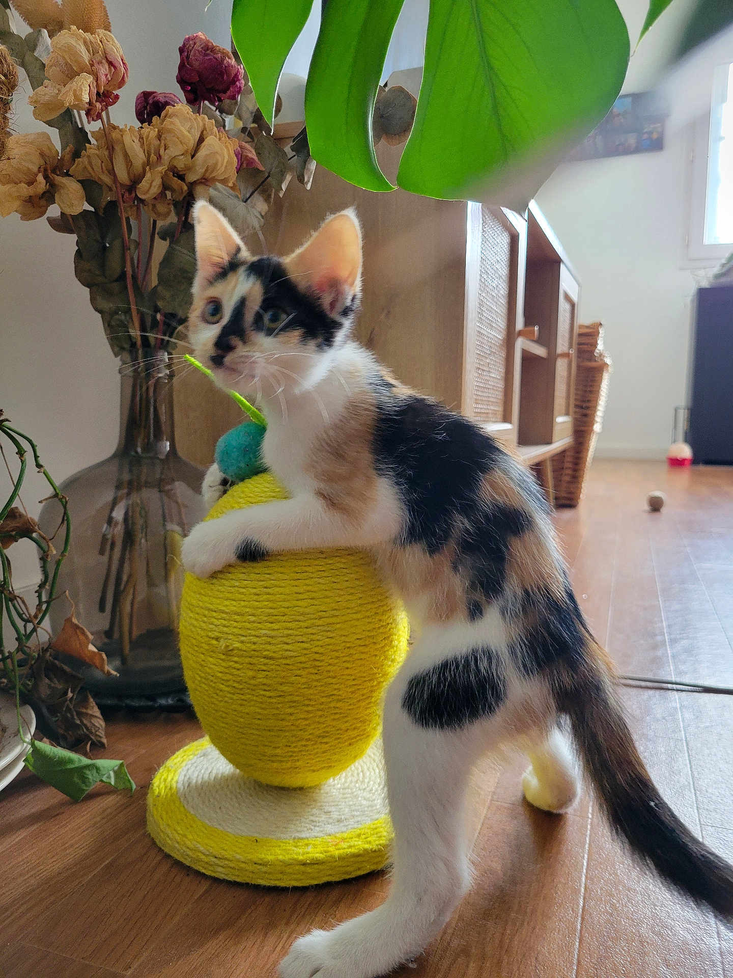 Sweety participe au concours pour gagner de l'argent avec cette photo : kitten, cat, calico, scratching_post, yellow, plant, leaf, dried_flowers, vase, wooden_floor, indoor, furniture, sunlight, curious, pet, animal, tail, whiskers, home, playful