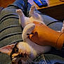 Sweety participe au concours pour gagner de l'argent avec cette photo : calico, casual, cat, comfort, cozy, cuddling, fur, hand, home, indoor, jeans, kitten, lap, paw, person, pet, playing, relaxing, warm_lighting, whiskers