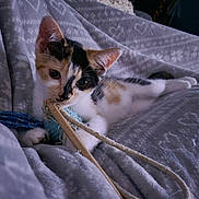 Sweety a rejoint le concours — aidez-le/la à gagner de superbes lots ! animal, bedroom, blanket, calico, cat, cozy, curious, cute, fur, indoor, kitten, paw, pet, playing, relaxed, soft, string, toy, whiskers, young
