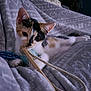 animal, bedroom, blanket, calico, cat, cozy, curious, cute, fur, indoor, kitten, paw, pet, playing, relaxed, soft, string, toy, whiskers, young