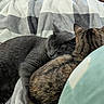 Pepperoni joined the competition — help win amazing prizes! animal, blanket, cat, cats, comfort, companion, cozy, cute, friendship, fur, gray_cat, indoor, pets, relaxing, resting, sleeping, snuggling, soft, tabby_cat, warm