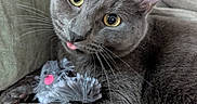 Pepperoni joined the competition — help win amazing prizes! animal, cat, closeup, couch, cozy, cute, domestic_animal, fabric, feline, fur, gray_cat, indoor, pet, playful, plush_toy, relaxed, tongue_out, toy_mouse, whiskers, yellow_eyes