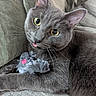 animal, cat, closeup, couch, cozy, cute, domestic_animal, fabric, feline, fur, gray_cat, indoor, pet, playful, plush_toy, relaxed, tongue_out, toy_mouse, whiskers, yellow_eyes