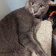 Pepperoni joined the competition — help win amazing prizes! animal, cat, close_up, cozy, curious, cute, domestic_cat, feline, fur, gray_cat, indoor, paw, pet, playful, portrait, relaxed, scratching_post, tongue_out, whiskers, yellow_eyes
