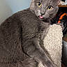animal, cat, close_up, cozy, curious, cute, domestic_cat, feline, fur, gray_cat, indoor, paw, pet, playful, portrait, relaxed, scratching_post, tongue_out, whiskers, yellow_eyes