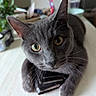 Pepperoni is registered to the contest to win money with this photo: animal, black_object, blurred_background, cat, close_up, curious, cute, domestic_cat, feline, fur, gray_cat, indoor, looking_at_camera, paws, pet, portrait, relaxed, table, whiskers, yellow_eyes