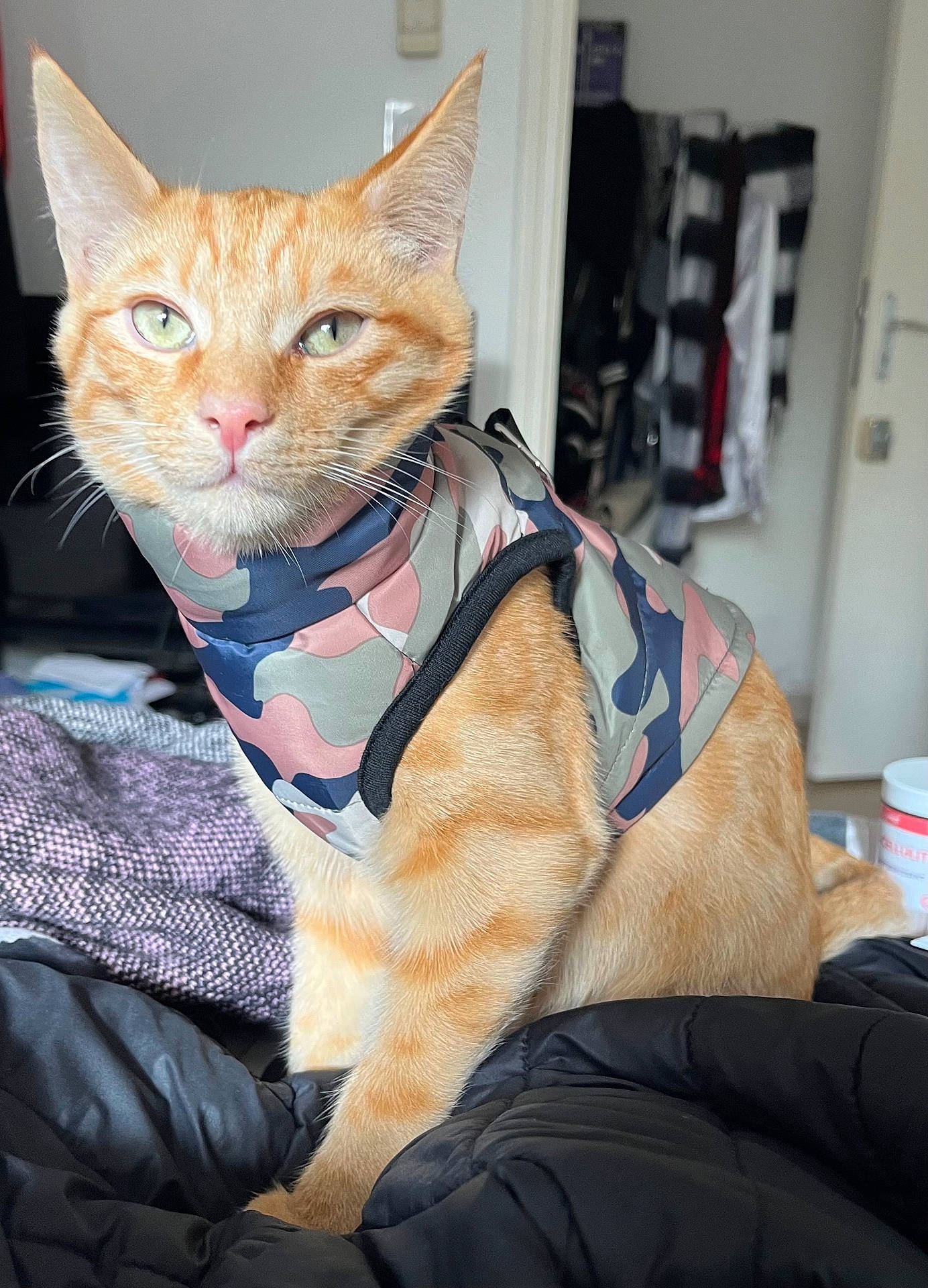 Maverick a rejoint le concours — aidez-le/la à gagner de superbes lots ! animal, bed, blanket, camouflage, cat, cozy, domestic_animal, ears, eyes, fur, furniture, indoor, nose, orange_tabby, pet_clothing, portrait, resting, tail, vest, whiskers
