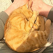 Maverick participe au concours pour gagner de l'argent avec cette photo : animal, blanket, cat, comfort, cozy, curled_up, cute, domestic, fabric, feet, fur, human, indoor, orange_tabby, paw, pet, relaxing, resting, sleeping, warm