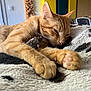 Maverick participe au concours pour gagner de l'argent avec cette photo : blanket, cat, close_up, comfort, cozy, cute, domestic_animal, feline, fur, ginger_cat, indoor, paw, pet, pink_paw_pads, relaxed, resting, sleeping, soft_texture, toy_mouse, whiskers