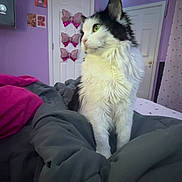 Reagan is registered to the contest to win money with this photo: cat, bed, blanket, purple_wall, door, butterfly_decor, led_lights, indoor, pet, feline, fur, looking_away, cozy, bedroom, comfort, domestic_animal, resting, soft_lighting, home, curtains