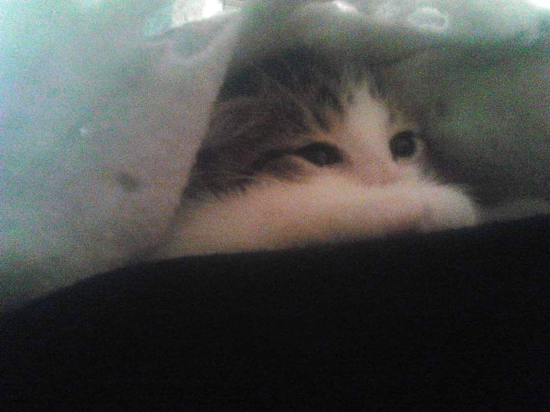 Gigi is registered to the contest to win money with this photo: carnivore, cat, domestic_short_haired_cat, ear, eye, eyebrow, eyelash, felidae, fur, hair, human_body, iris, jaw, mammal, nose, paw, small_to_medium_sized_cats, snout, tail, whiskers