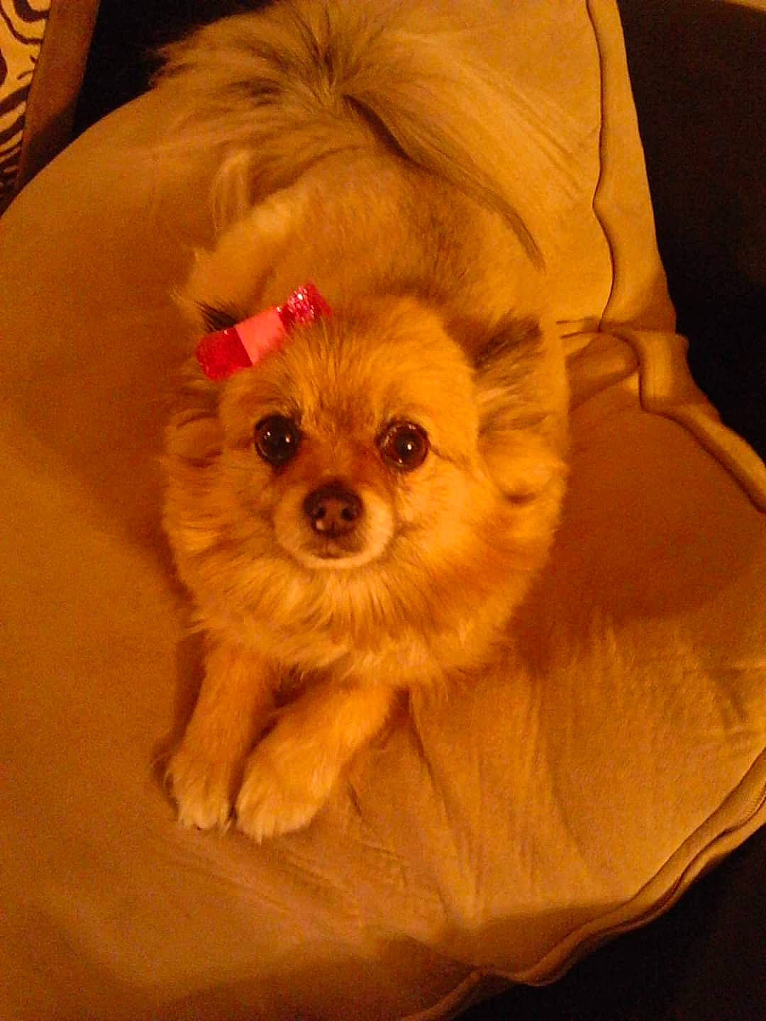 Ferbie joined the competition — help win amazing prizes! canidae, carnivore, companion_dog, dog, dog_breed, dog_clothes, dog_supply, fawn, fur, liver, maltepoo, pet_supply, puppy, puppy_love, small_terrier, snout, sporting_group, terrier, toy_dog, working_animal