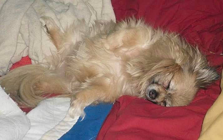 Ferbie joined the competition — help win amazing prizes! canidae, carnivore, comfort, companion_dog, dog, dog_breed, dog_supply, fawn, fur, liver, nap, non_sporting_group, paw, small_terrier, snout, sporting_group, terrestrial_animal, tibetan_spaniel, toy_dog, working_animal