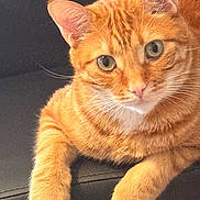 Hassani is registered to the contest to win money with this photo: cat, ginger_cat, tabby, pet, feline, animal, close_up, indoor, resting, fur, whiskers, ears, eyes, paw, cute, domestic_animal, relaxed, portrait, soft, cozy