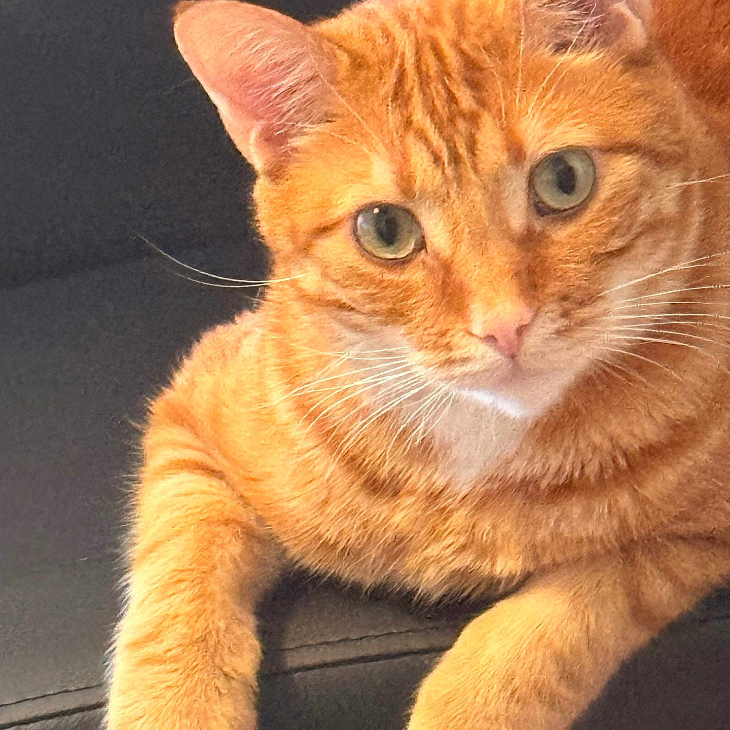 Hassani is registered to the contest to win money with this photo: cat, ginger_cat, tabby, pet, feline, animal, close_up, indoor, resting, fur, whiskers, ears, eyes, paw, cute, domestic_animal, relaxed, portrait, soft, cozy