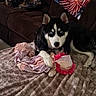 animal, black_and_white, blanket, companion, couch, cozy, cute, dog, fur, home, husky, indoor, living_room, looking_at_camera, paw, pet, plush_toy, relaxing, soft_texture, toy
