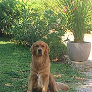 Mr Ulo a rejoint le concours — aidez-le/la à gagner de superbes lots ! dog, golden_retriever, pet, animal, sitting, garden, outdoors, grass, flowers, plants, potted_plant, palm, greenery, nature, sunlight, portrait, fur, floppy_ears, front_view, landscape
