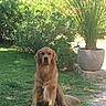 dog, golden_retriever, pet, animal, sitting, garden, outdoors, grass, flowers, plants, potted_plant, palm, greenery, nature, sunlight, portrait, fur, floppy_ears, front_view, landscape