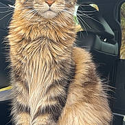 Arnold is registered to the contest to win money with this photo: cat, maine_coon, feline, long_fur, whiskers, large_ears, green_eyes, portrait, close_up, indoor, car_interior, car_seat, paws, furry, tabby, sitting, domestic_animal, pet, attentive, nose