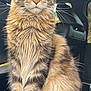 cat, maine_coon, feline, long_fur, whiskers, large_ears, green_eyes, portrait, close_up, indoor, car_interior, car_seat, paws, furry, tabby, sitting, domestic_animal, pet, attentive, nose