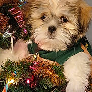 Wobblebutt joined the competition — help win amazing prizes! puppy, dog, christmas_tree, tinsel, christmas_lights, candy_cane, festive, holiday, cute, fluffy, decorations, greenery, colorful, pet, animal, winter, indoors, celebration, adorable, christmas