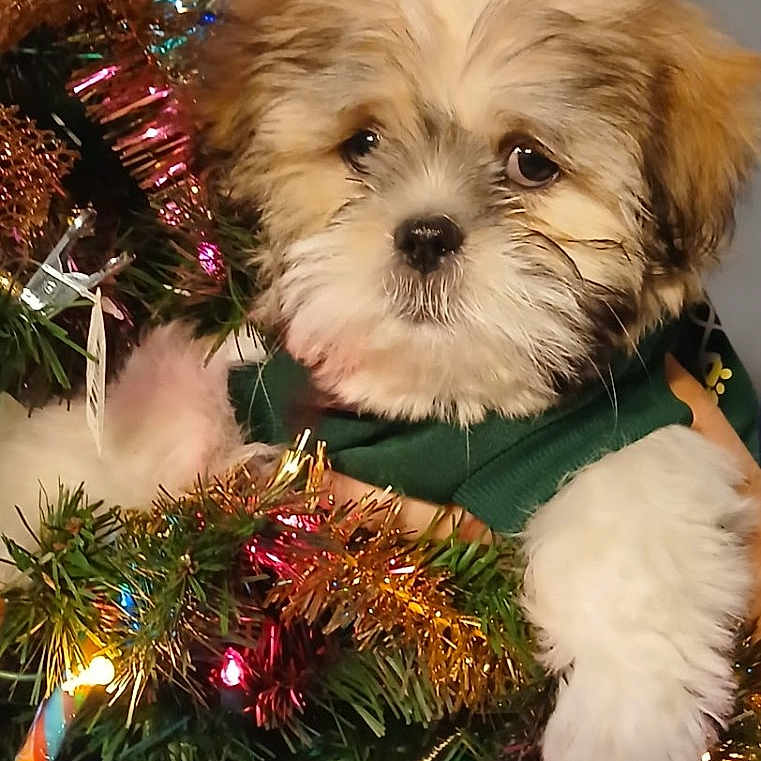 Wobblebutt joined the competition — help win amazing prizes! adorable, animal, candy_cane, celebration, christmas, christmas_lights, christmas_tree, colorful, cute, decorations, dog, festive, fluffy, greenery, holiday, indoors, pet, puppy, tinsel, winter