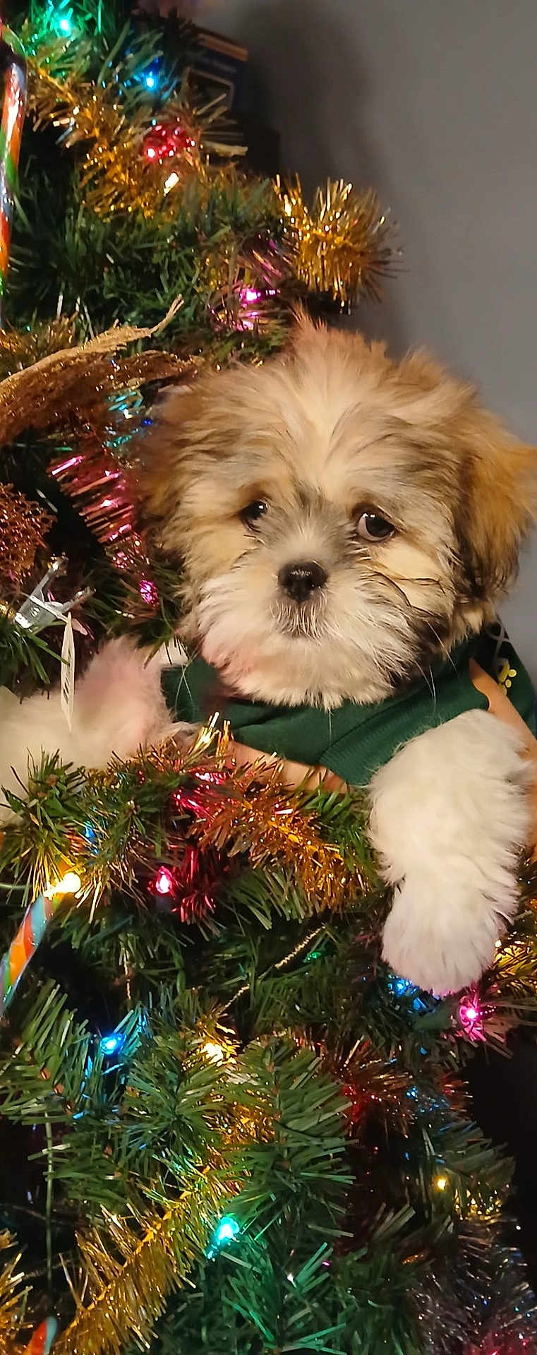 Wobblebutt joined the competition — help win amazing prizes! puppy, dog, christmas_tree, tinsel, christmas_lights, candy_cane, festive, holiday, cute, fluffy, decorations, greenery, colorful, pet, animal, winter, indoors, celebration, adorable, christmas