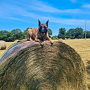 Uxy a rejoint le concours — aidez-le/la à gagner de superbes lots ! dog, hay_bale, tennis_ball, field, grass, outdoor, nature, blue_sky, trees, sunny, animal, pet, playful, rural, summer, canine, resting, collar, farm, landscape