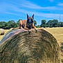 dog, hay_bale, tennis_ball, field, grass, outdoor, nature, blue_sky, trees, sunny, animal, pet, playful, rural, summer, canine, resting, collar, farm, landscape