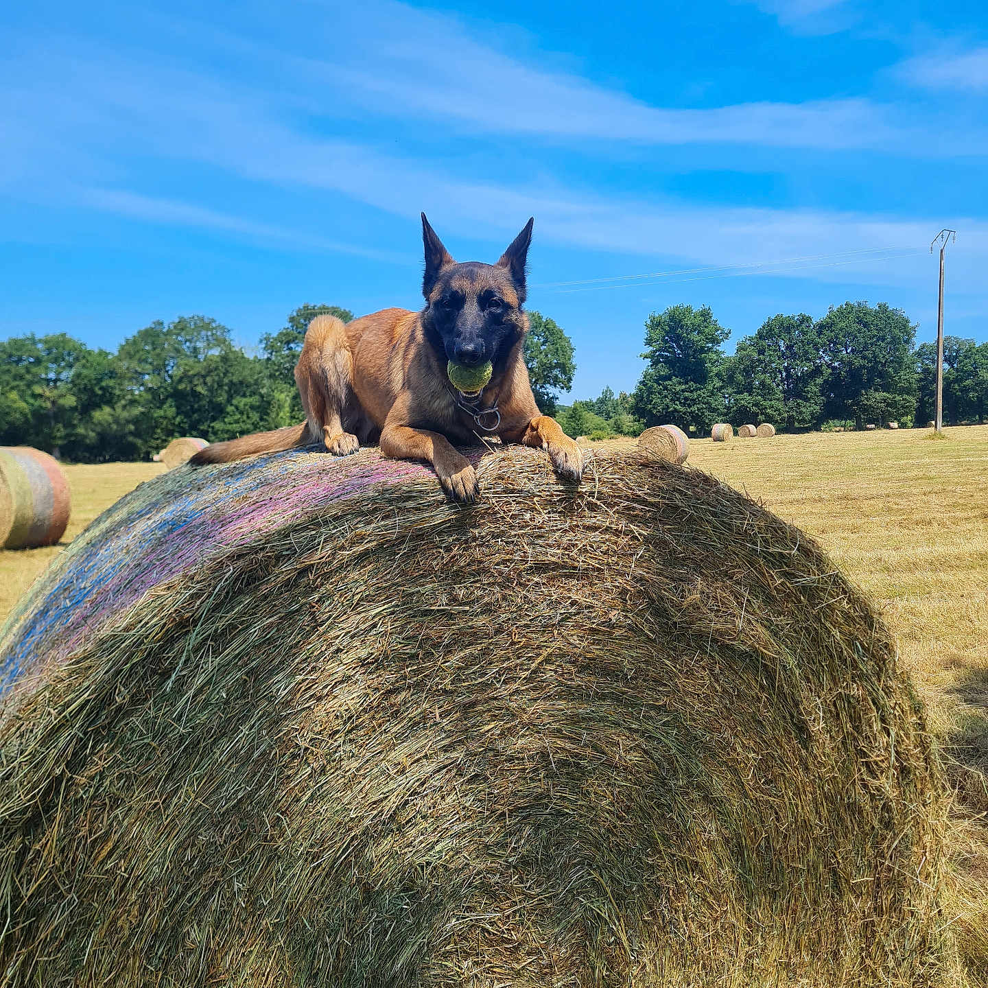 Uxy a rejoint le concours — aidez-le/la à gagner de superbes lots ! animal, blue_sky, canine, collar, dog, farm, field, grass, hay_bale, landscape, nature, outdoor, pet, playful, resting, rural, summer, sunny, tennis_ball, trees