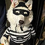 dog, costume, mask, white_fur, pet, indoor, striped_clothing, hand, funny, portrait, animal, black_and_white, cute, disguise, themed_outfit, canine, headwear, playful, clothing, standing