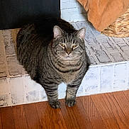 Stackhouse is registered to the contest to win money with this photo: cat, tabby_cat, pet, indoor, brick, step, door, basket, blanket, wood_floor, feline, animal, fur, sitting, resting, domestic, striped, cute, mammal, portrait