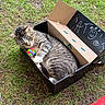 animal, black_markings, brown_fur, cardboard_box, cat, cozy, ears, garden, grass, outdoor, paws, pet, rainbow_toy, relaxed, sleeping, striped_fur, tabby_cat, toy, whiskers, white_paws