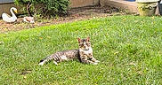 Gizmo is registered to the contest to win money with this photo: animal, bird_statue, cat, chair, front_door, garden, garden_decor, grass, home, house, lawn, outdoor, pet, relaxed, shrub, sitting, sunlight, swan_statue, tabby_cat, yard