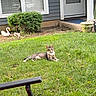 animal, bird_statue, cat, chair, front_door, garden, garden_decor, grass, home, house, lawn, outdoor, pet, relaxed, shrub, sitting, sunlight, swan_statue, tabby_cat, yard