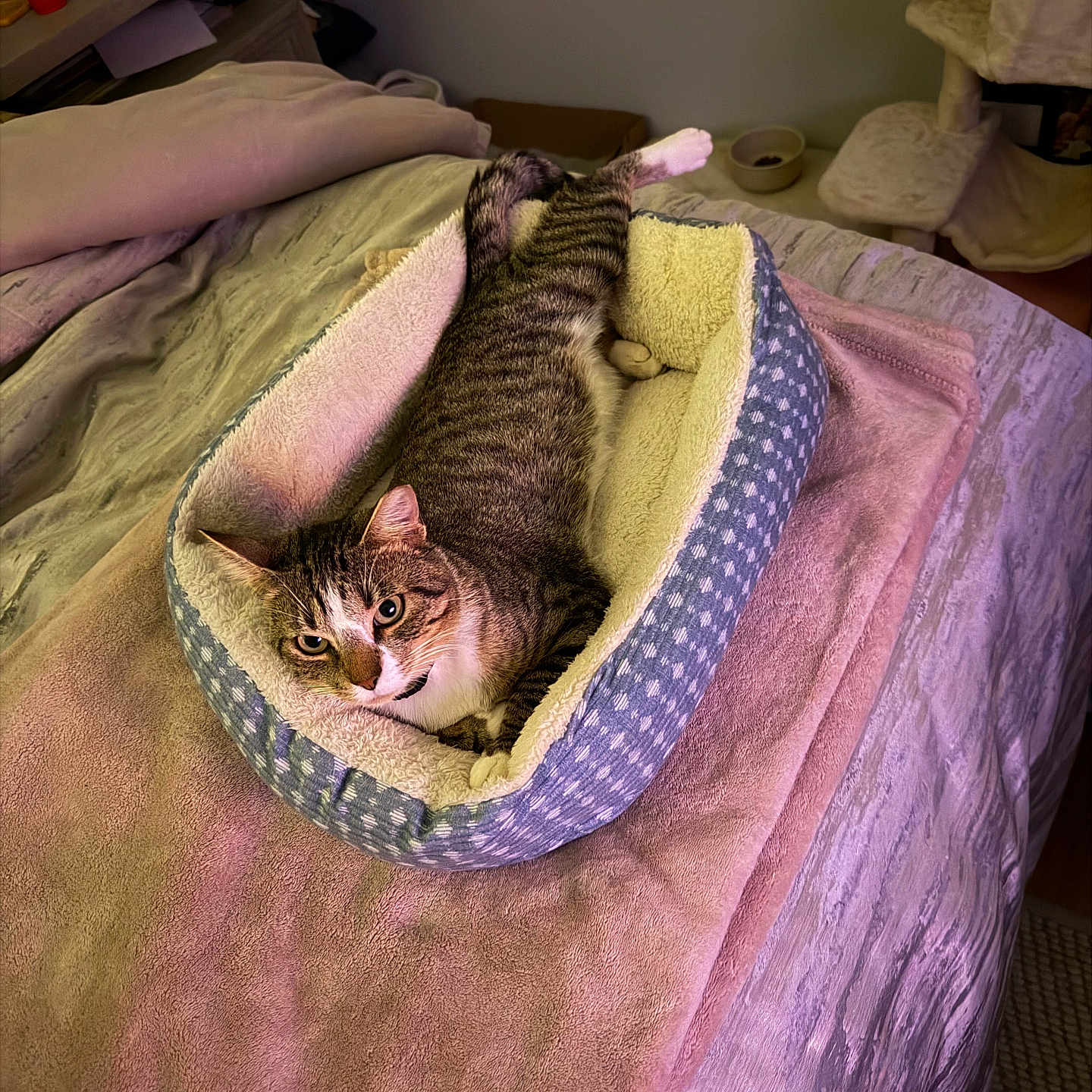 Gizmo