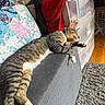 animal, armchair, cat, clothes, cushion, feline, home, indoor, laundry, lying_down, paw, pet, plastic_drawers, relaxed, rug, sleeping, striped_fur, tabby_cat, whiskers, white_paws