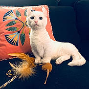 Blaise participe au concours pour gagner de l'argent avec cette photo : cat, white_cat, pet, sofa, cushion, toy_mouse, feather_toy, indoor, feline, alert, cute, domestic_animal, whiskers, fur, animal, playful, resting, closeup, household, curious